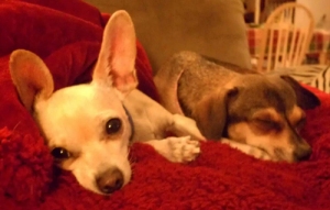 Churro and Penny...napping, of course!